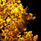 tree in street light