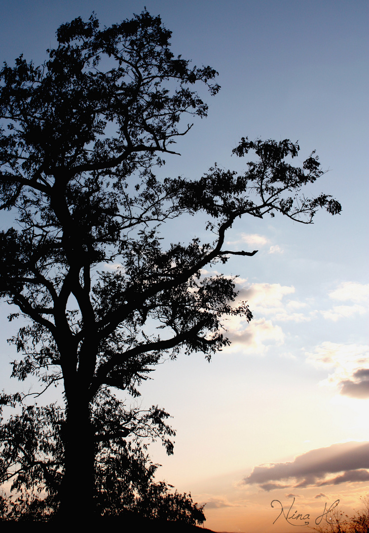 Tree in Sunlight