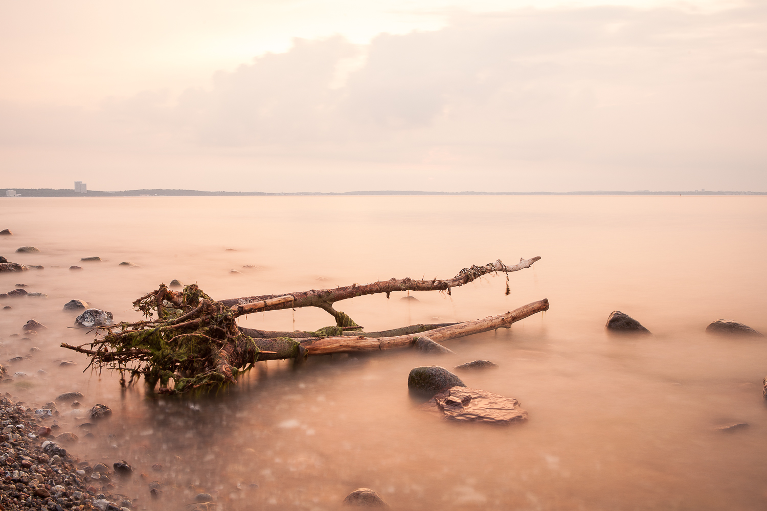 tree in the baltic sea