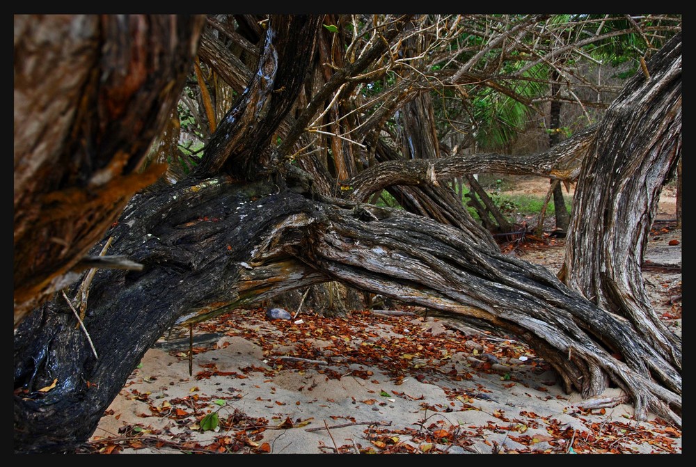 TREE IN THE BEACHES