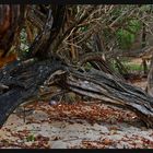 TREE IN THE BEACHES