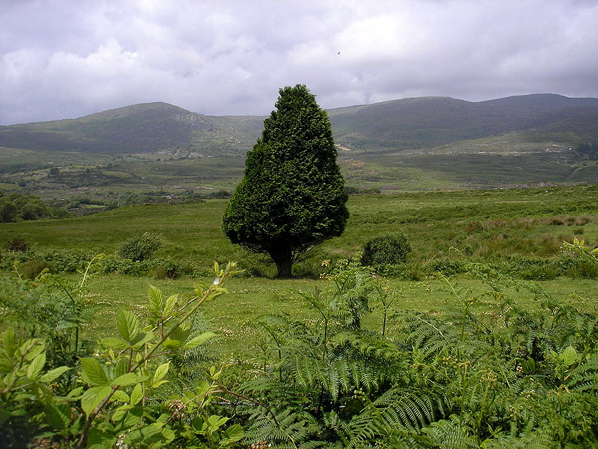 Tree in the Bog