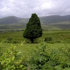 Tree in the Bog