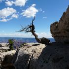 Tree in the canyon