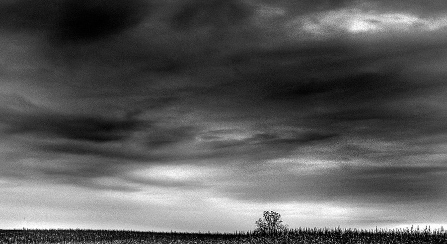 tree in the cornfield