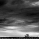 tree in the cornfield