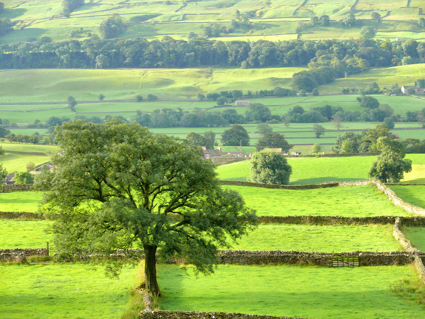 Tree in the Dales