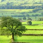 Tree in the Dales