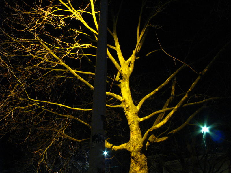 tree in the dark