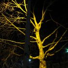 tree in the dark