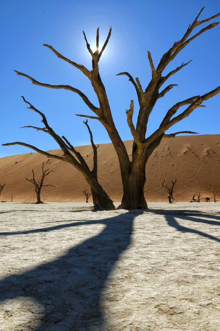 Tree in the deavlei