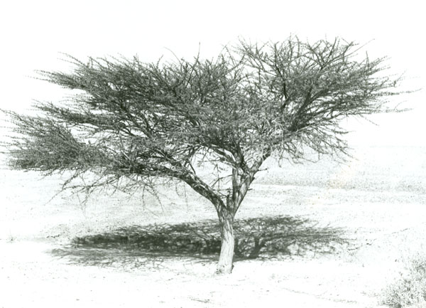 Tree in the Desert