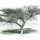 Tree in the Desert