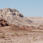 tree in the desert