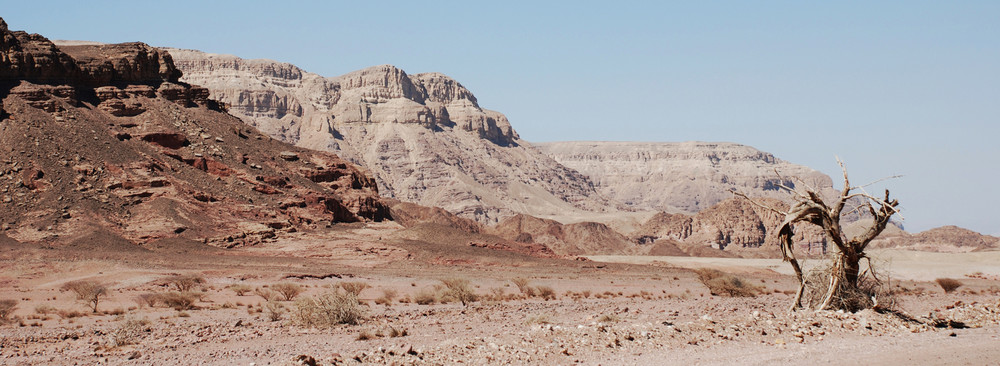 tree in the desert