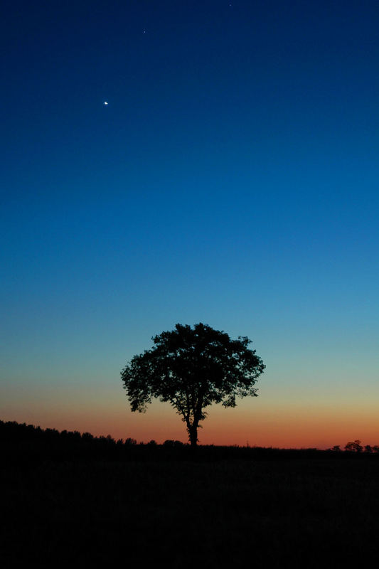 Tree in the evening