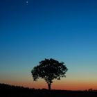 Tree in the evening