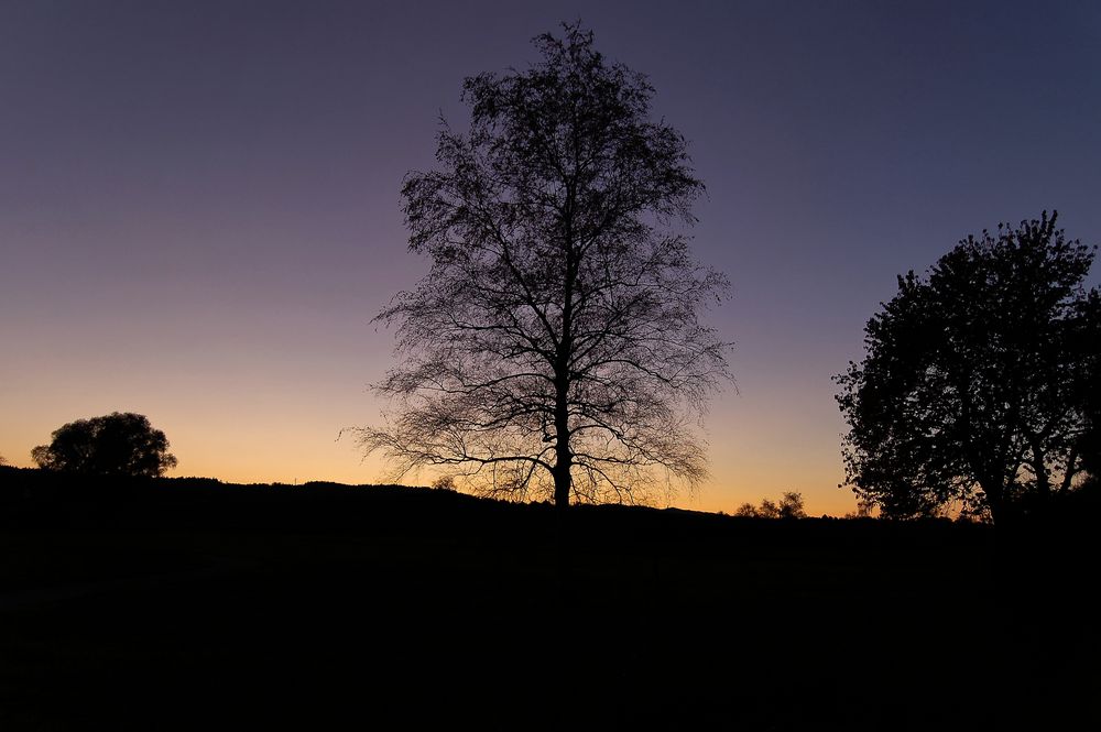 Tree in the evening