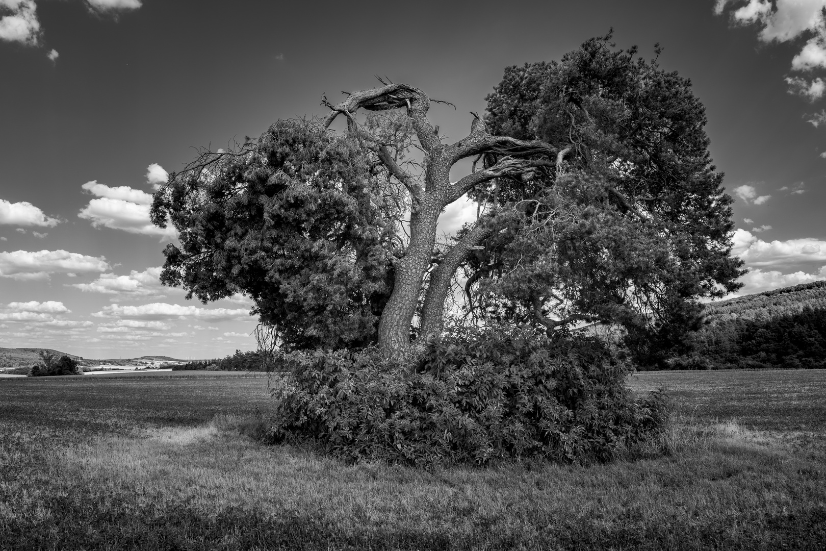 Tree in the field