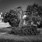 Tree in the field