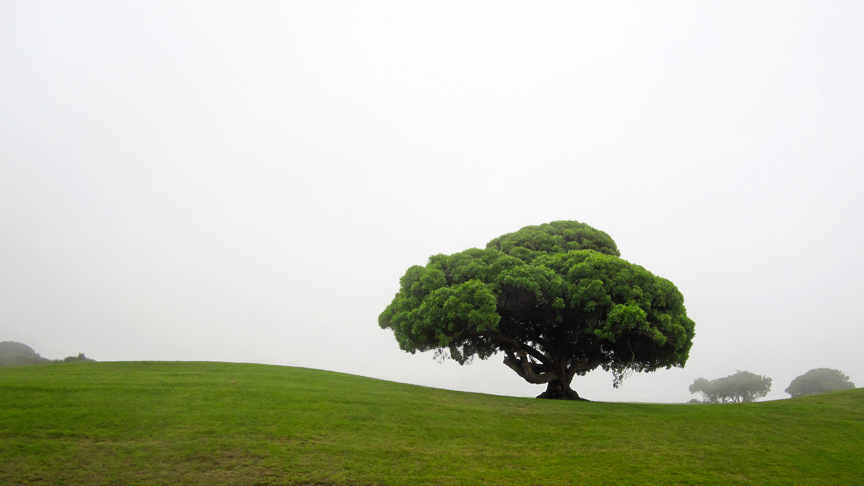 tree in the fog