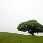 tree in the fog