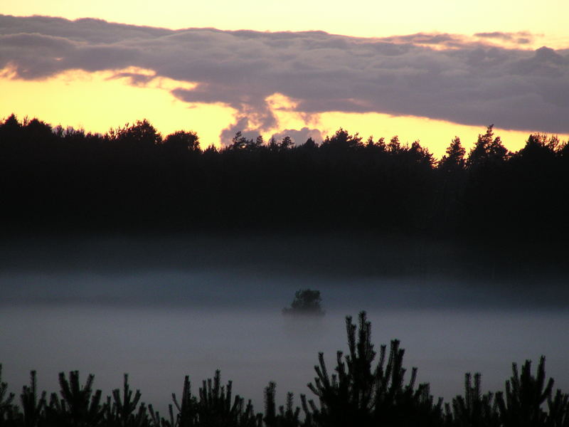 Tree in the fog