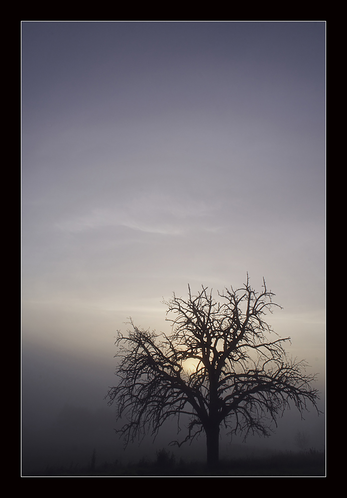 Tree in the fog