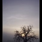 Tree in the fog