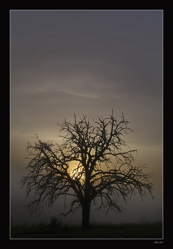 Tree in the fog