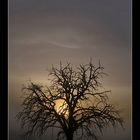 Tree in the fog