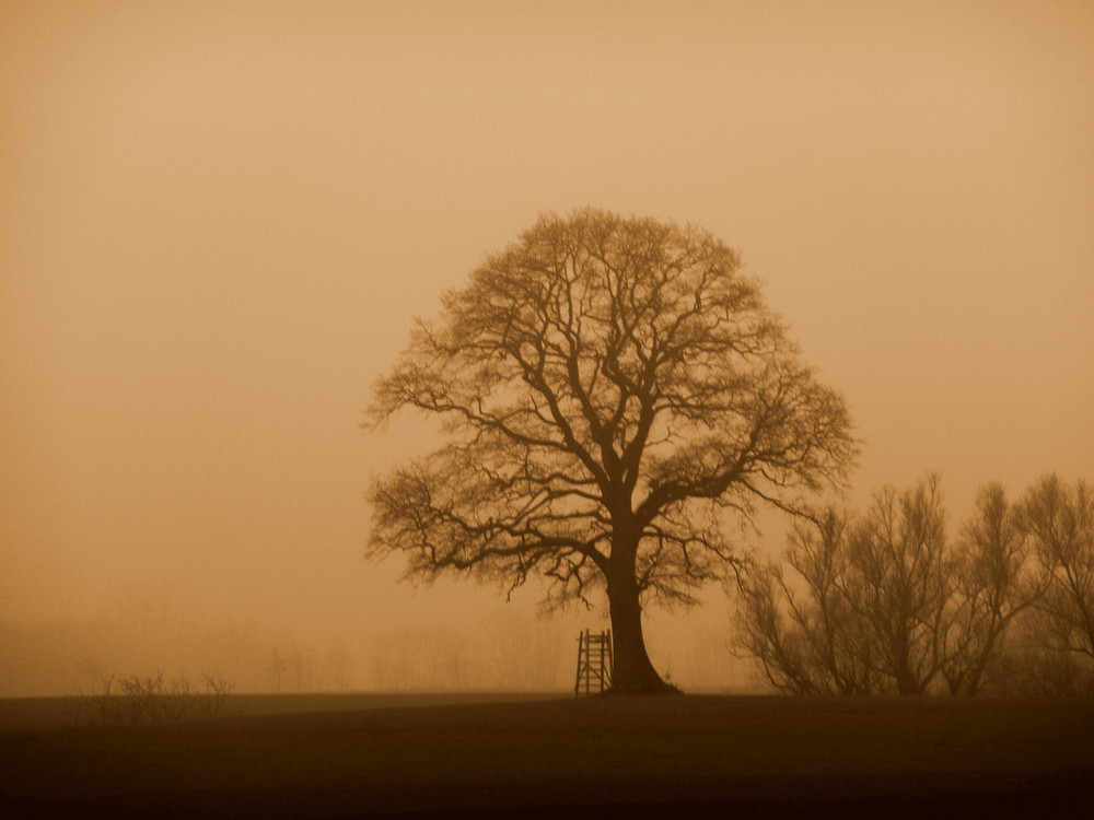 Tree in the fog