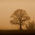 Tree in the fog