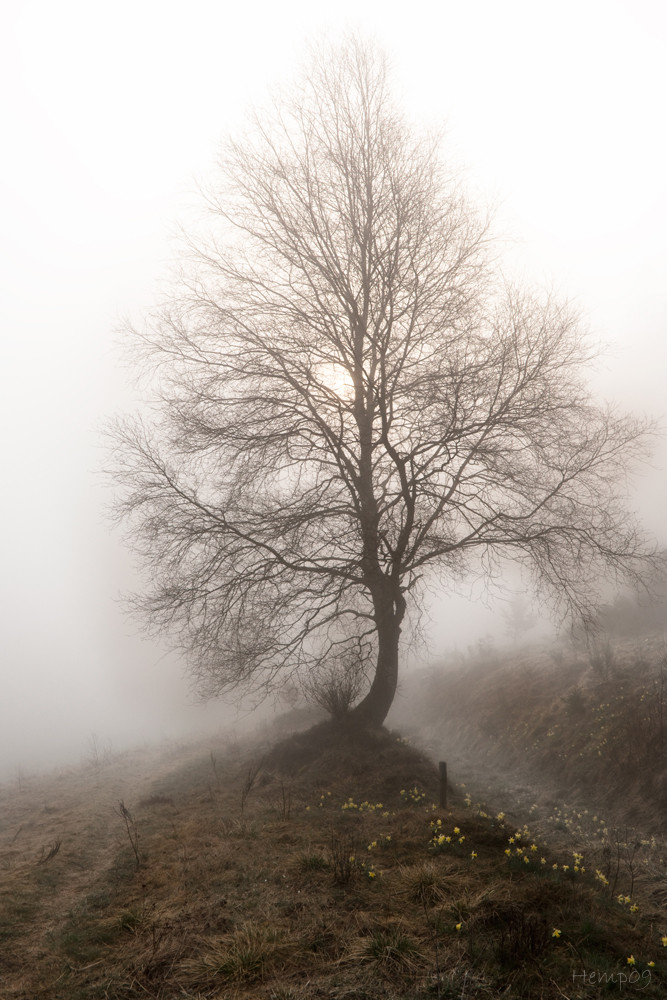 Tree in the Fog.