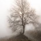 Tree in the Fog.