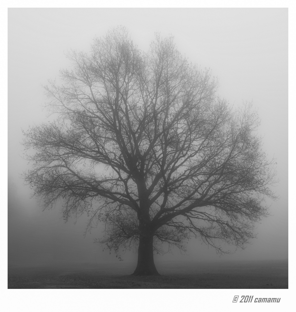 tree in the fog