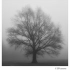 tree in the fog