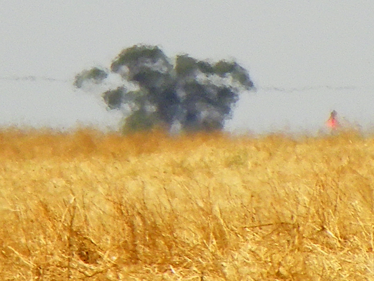 Tree in the heat 