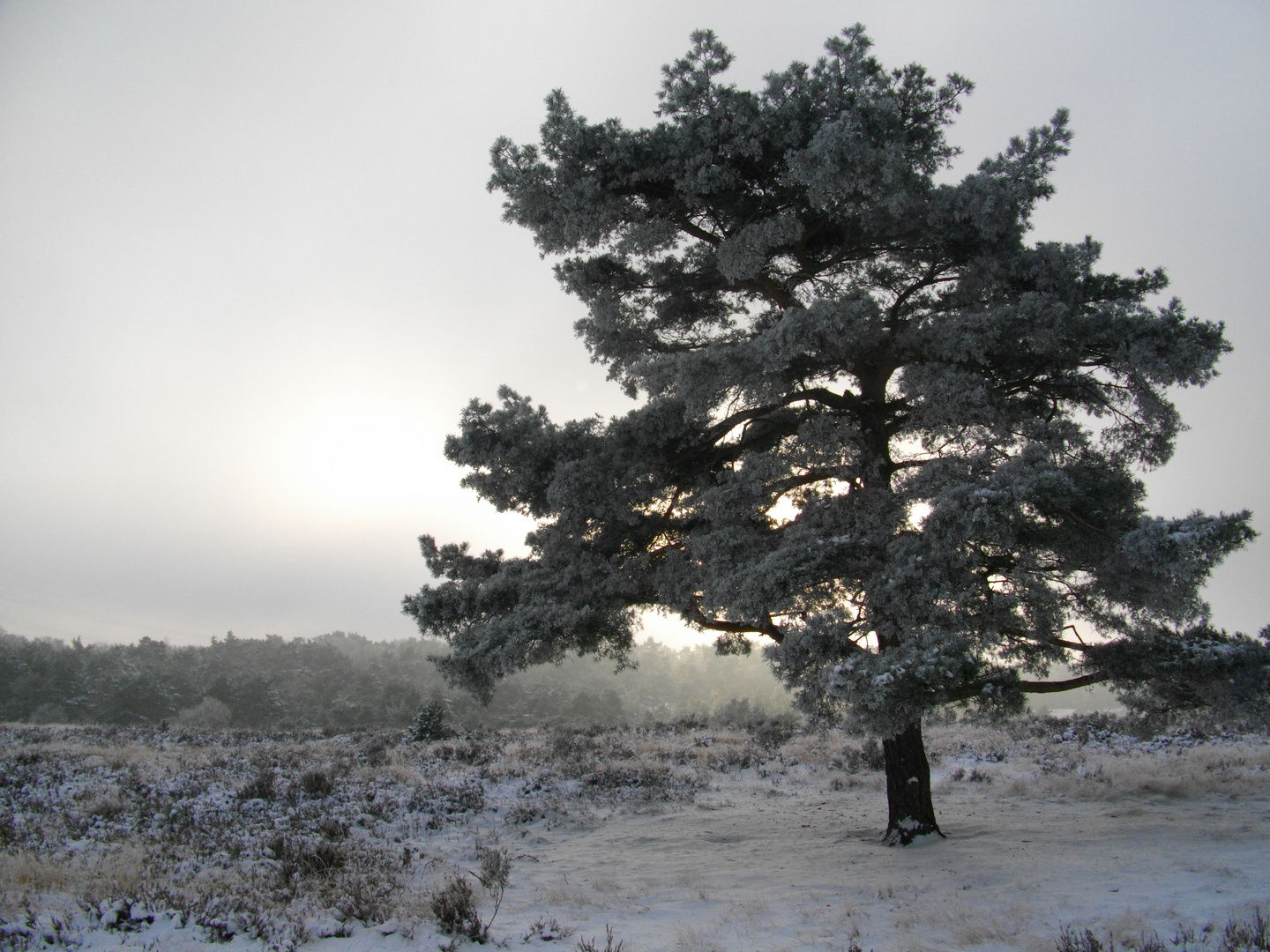 Tree in the Hei