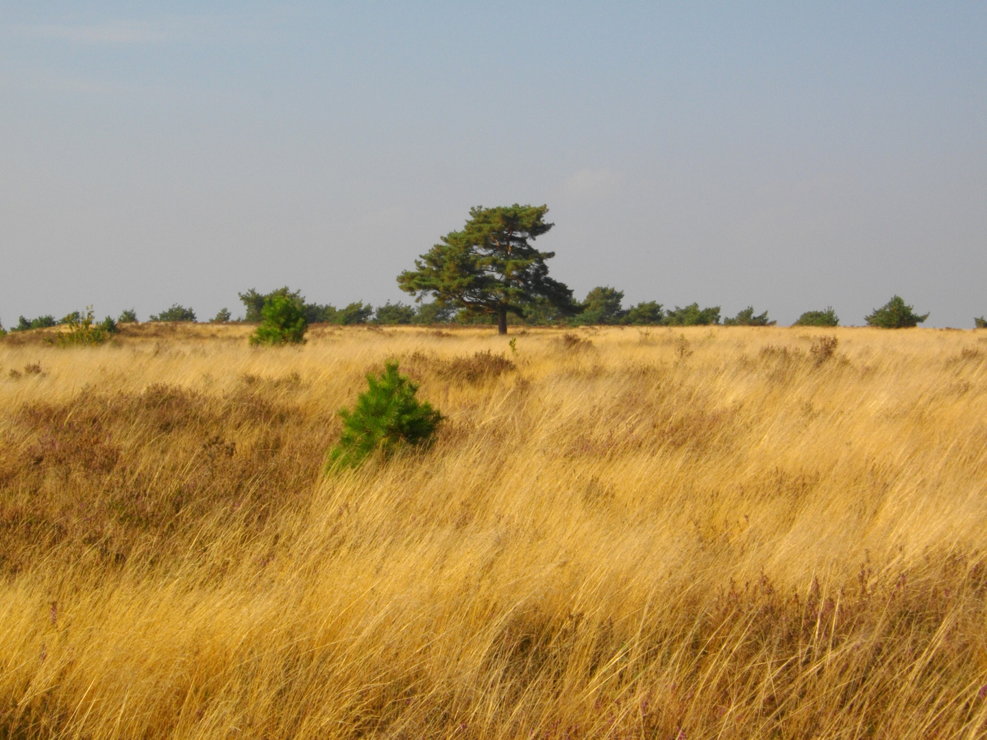 Tree in the Hei in the summer