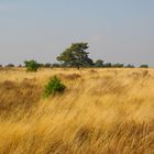 Tree in the Hei in the summer