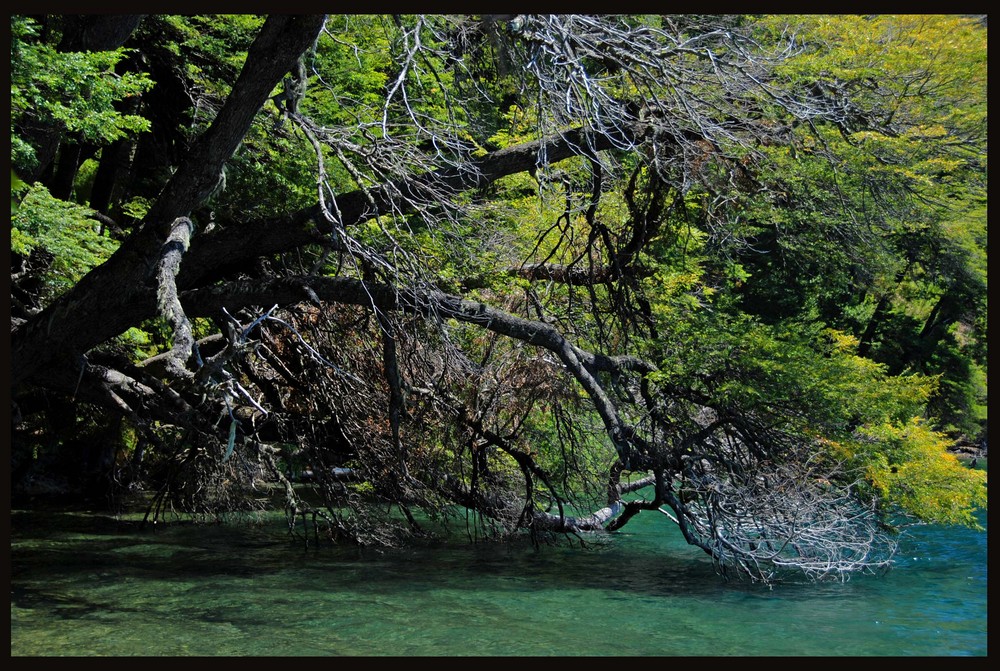 TREE IN THE LAKE 2