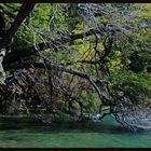 TREE IN THE LAKE 2