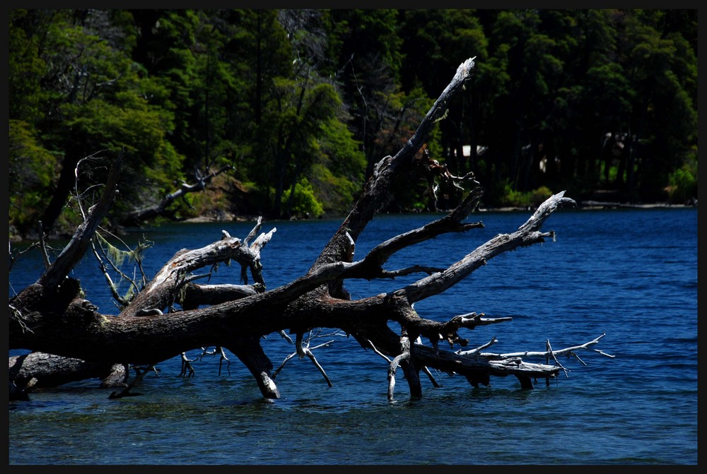 TREE IN THE LAKE