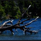 TREE IN THE LAKE