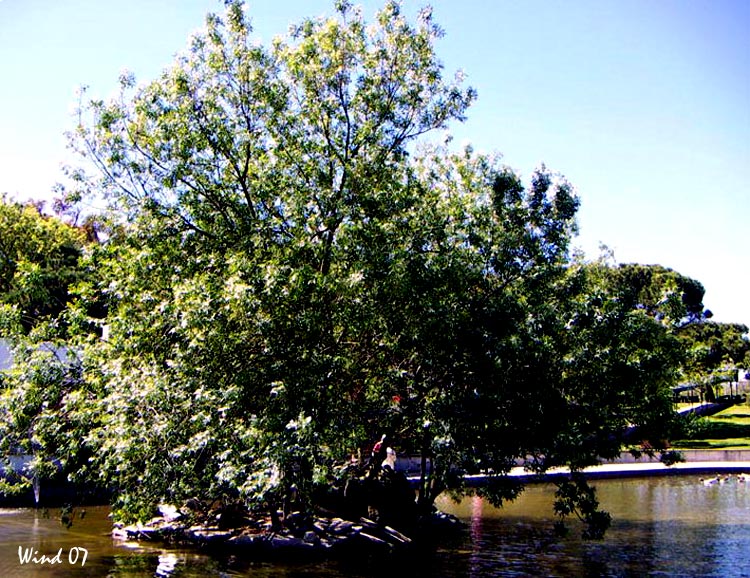 Tree in the lake