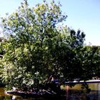 Tree in the lake