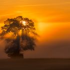 tree in the light