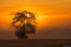 tree in the light