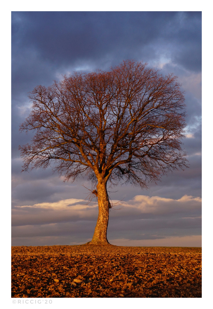 Tree in the light of the evening. 